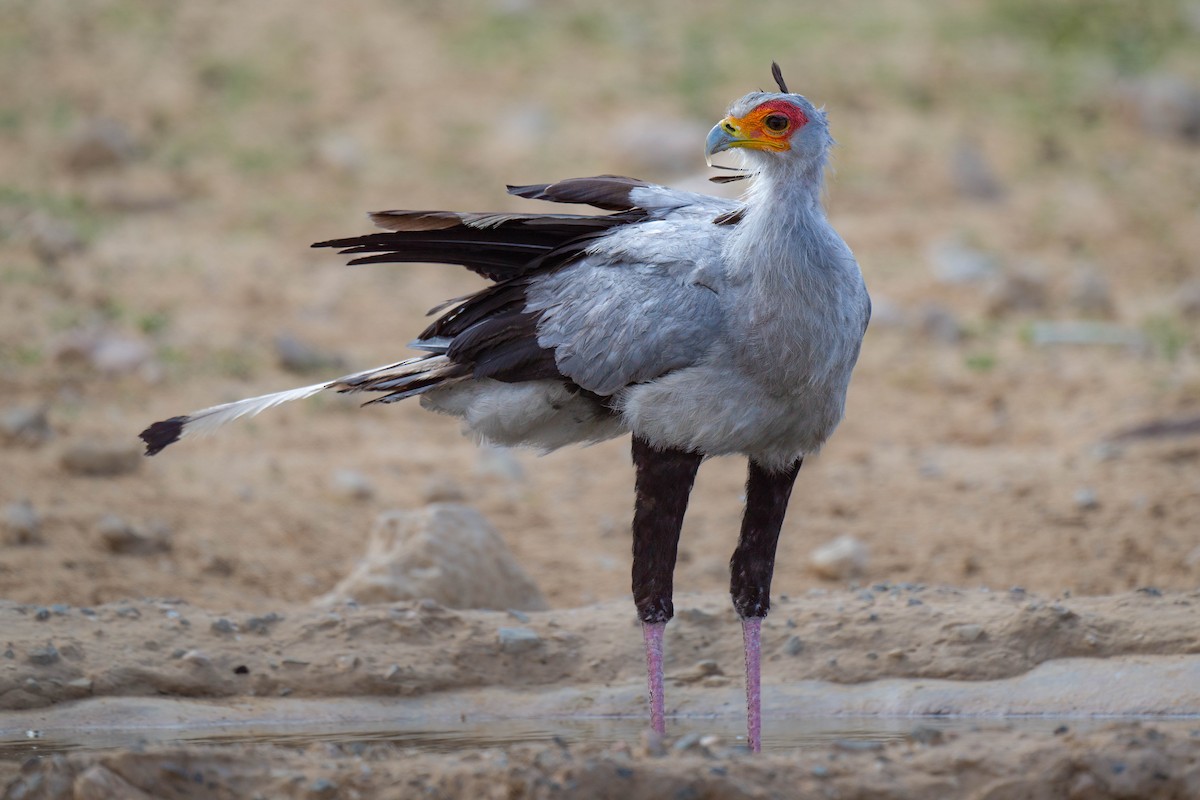 Secretarybird - Terence Alexander