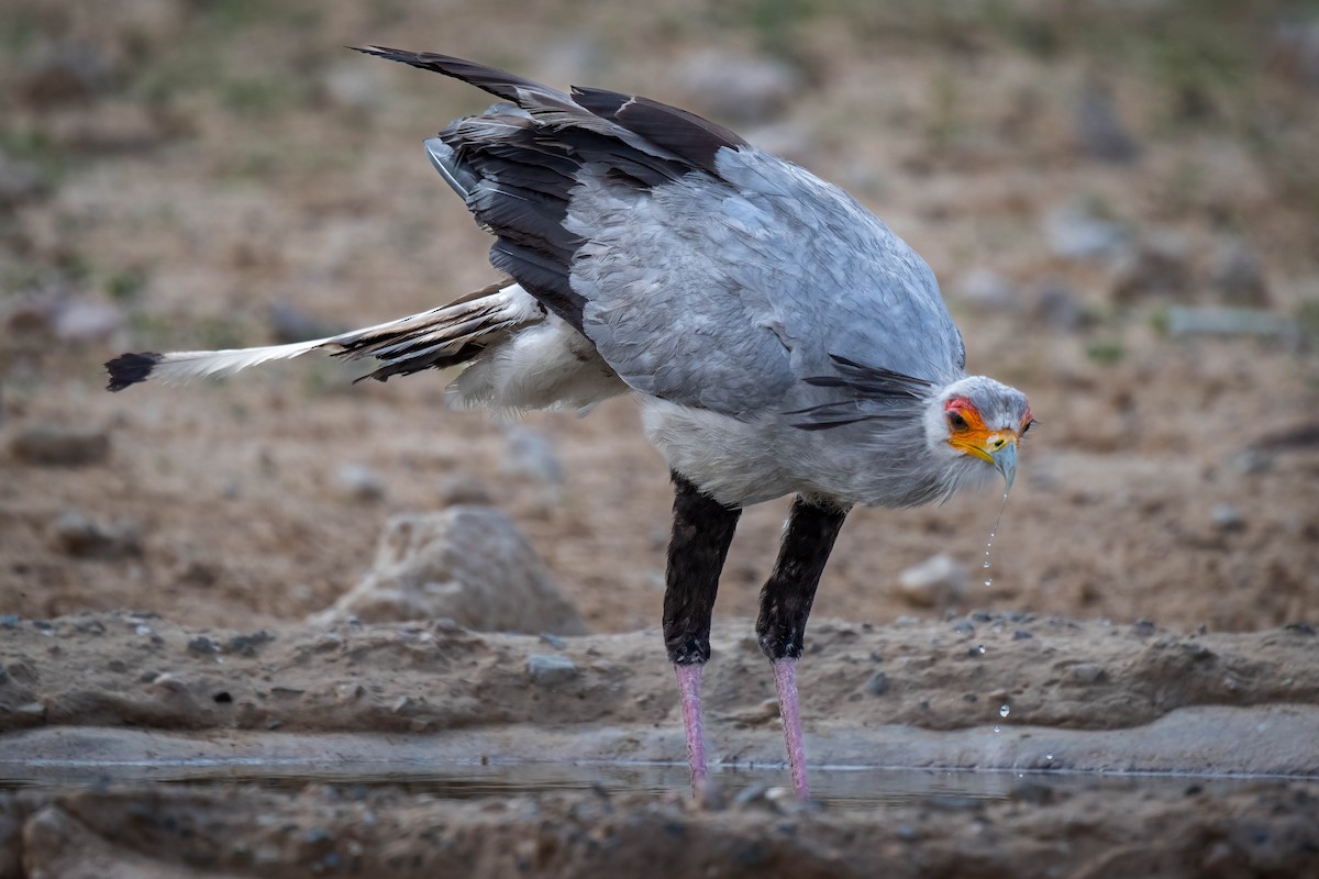 Secretarybird - Terence Alexander