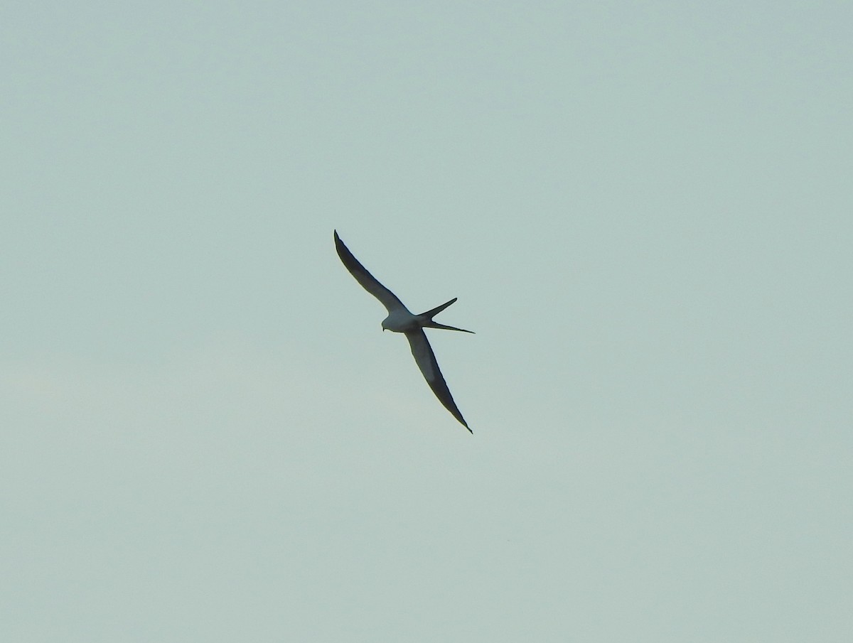 Swallow-tailed Kite - ML616882524