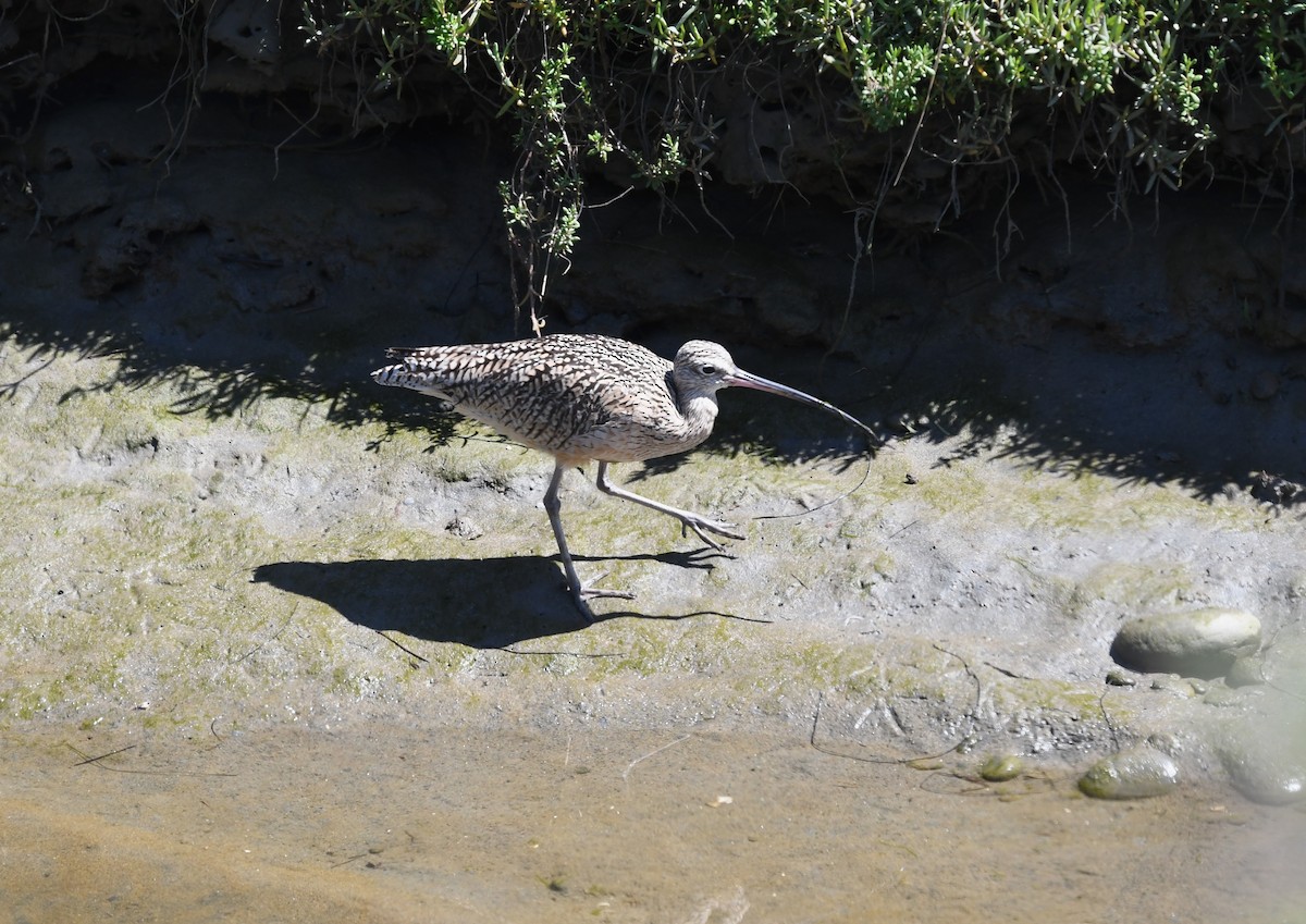 Long-billed Curlew - ML616882537