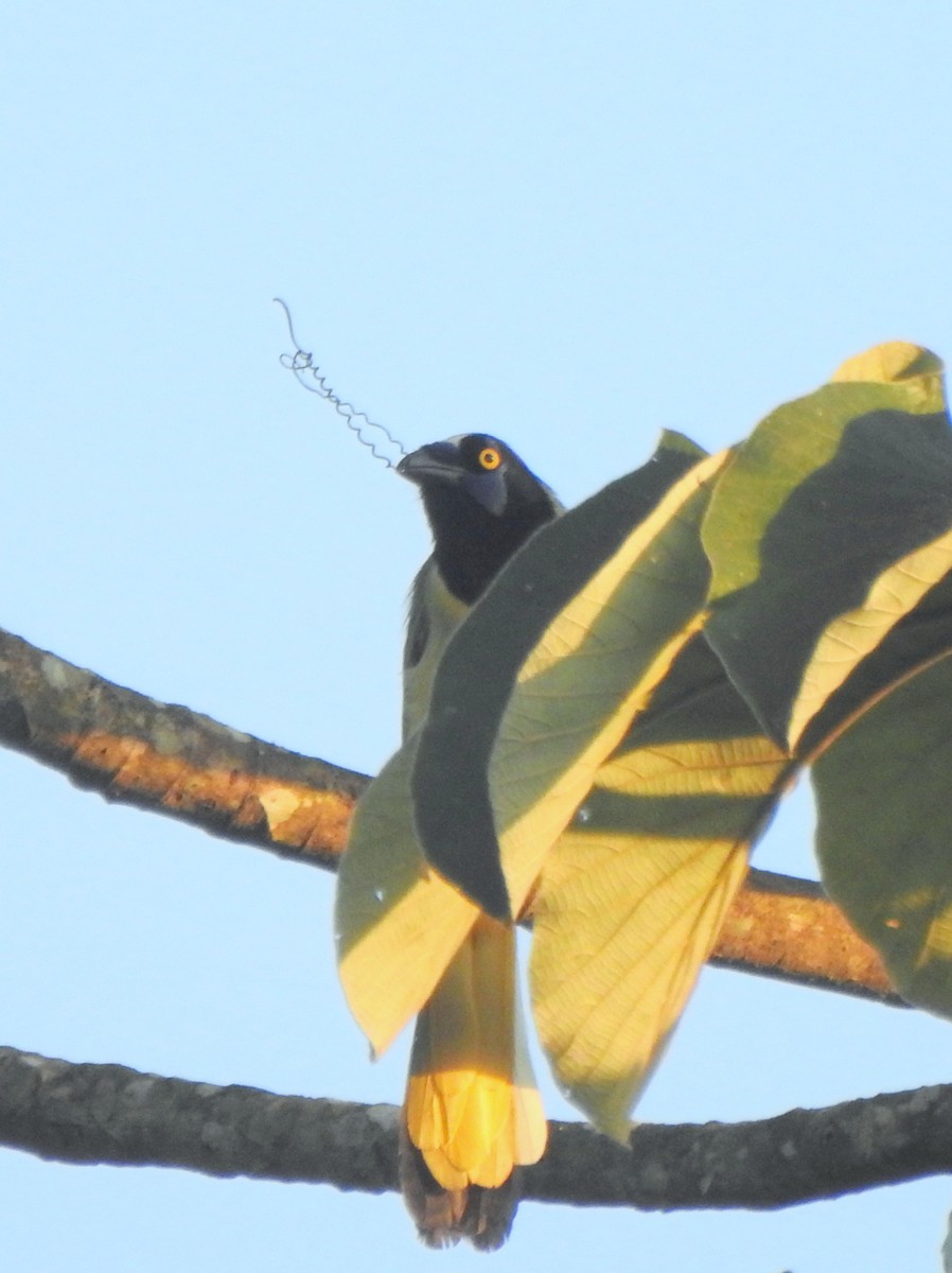 Green Jay - Vinod Babu