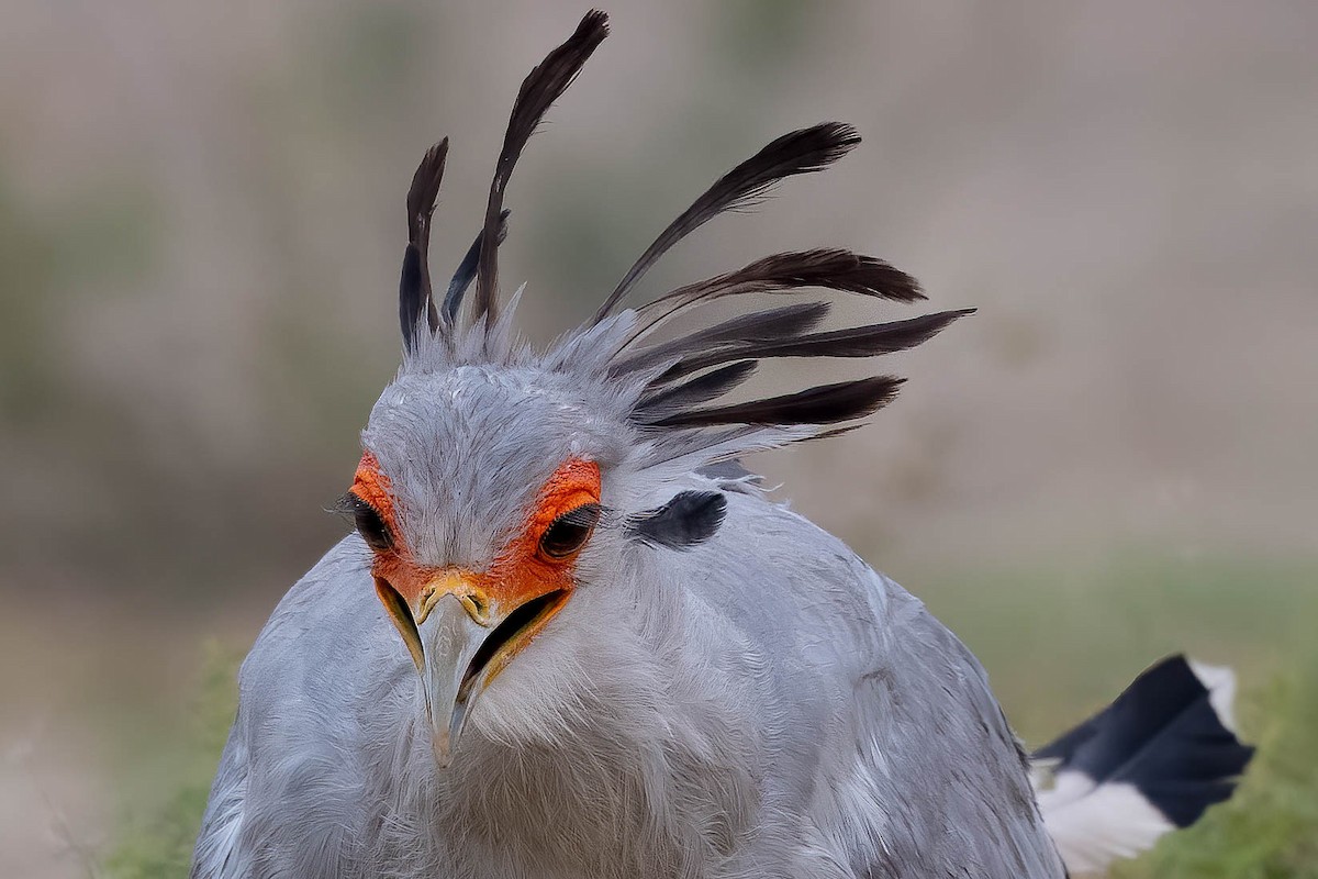 Secretarybird - Terence Alexander