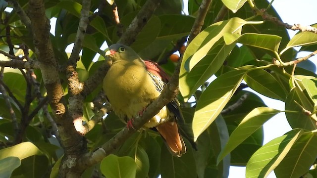 厚嘴綠鳩 - ML616882597