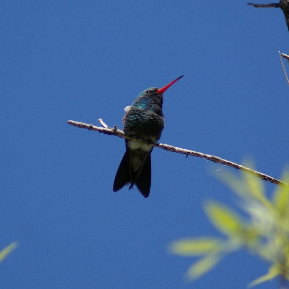 Colibrí Piquiancho Común - ML616882632