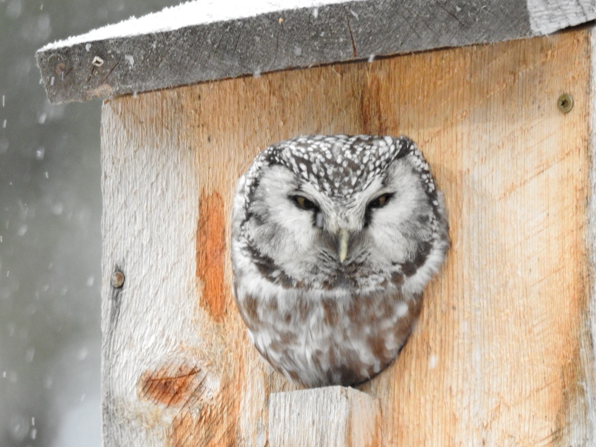 Boreal Owl - ML616882649