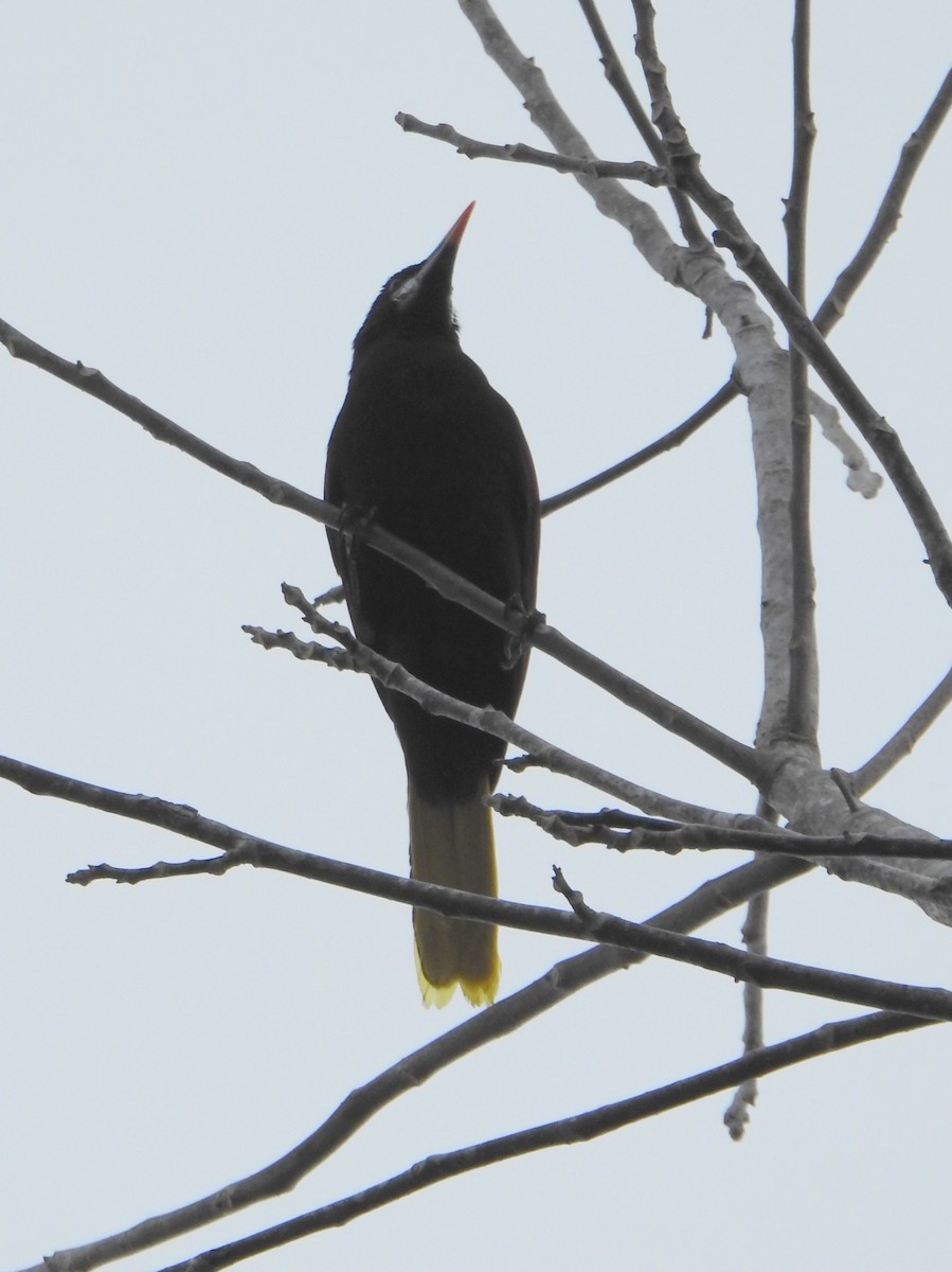 Montezuma Oropendola - ML616882690