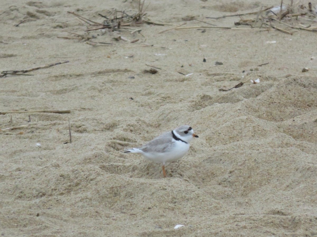 Piping Plover - ML616882713