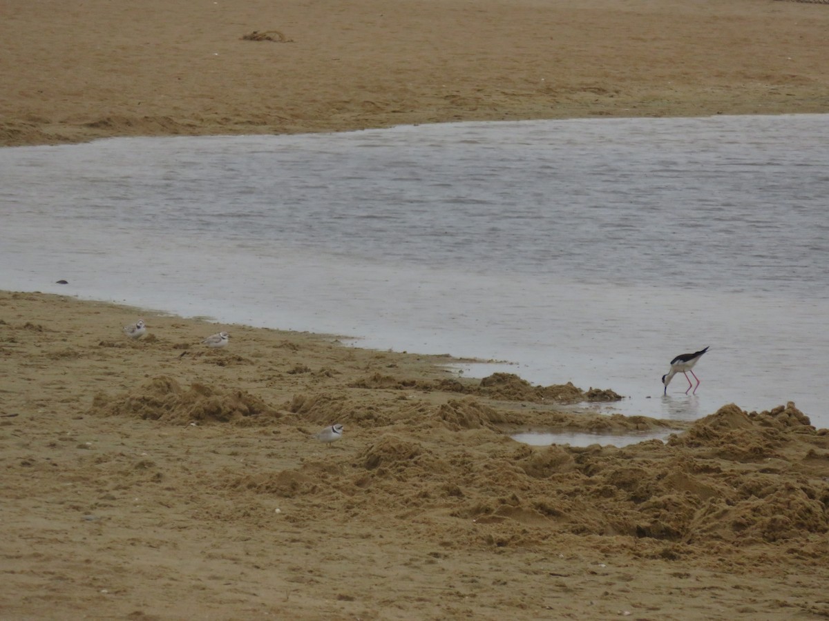 Piping Plover - ML616882722