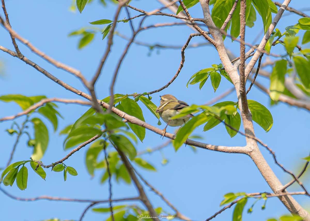 Mosquitero Bilistado - ML616882753