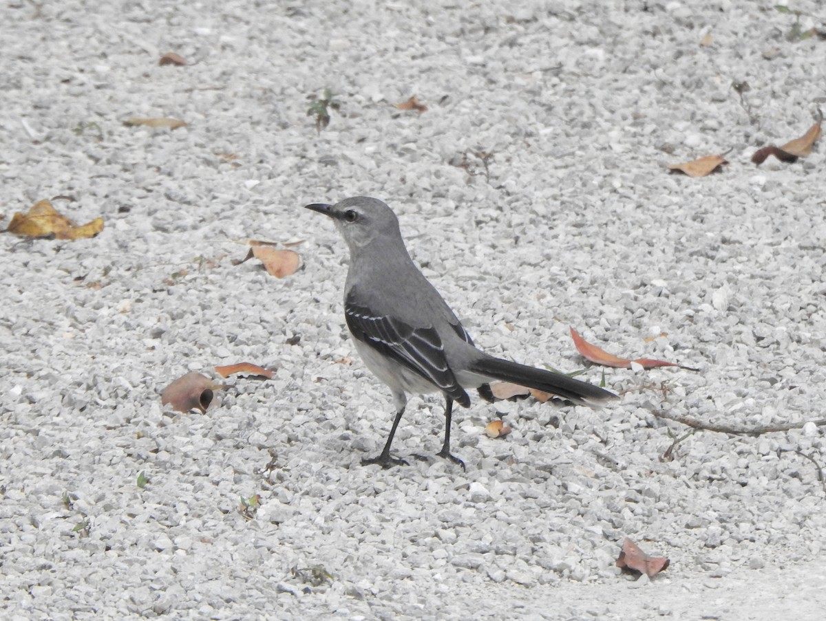 Tropical Mockingbird - ML616882766