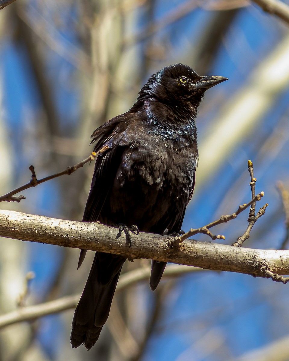 Common Grackle - ML616882774