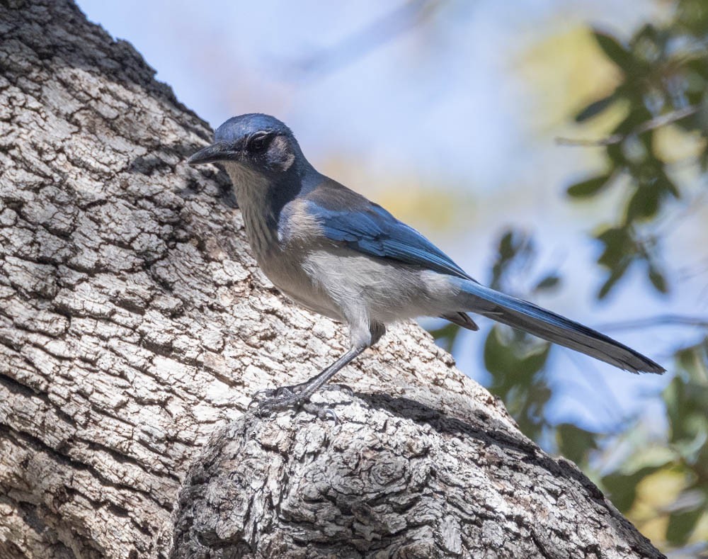 Woodhouse's Scrub-Jay - Marty Herde