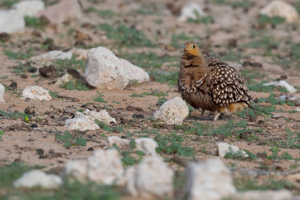 Namaqua Sandgrouse - ML616882808