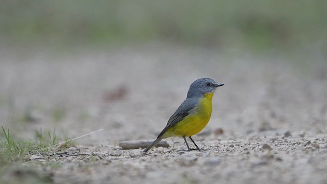 Eastern Yellow Robin - ML616882810