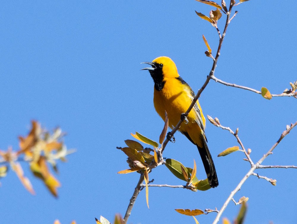 Hooded Oriole - Marty Herde