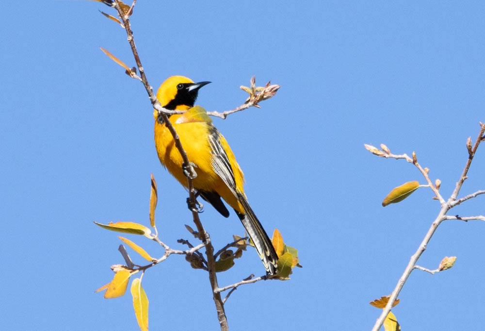 Hooded Oriole - Marty Herde