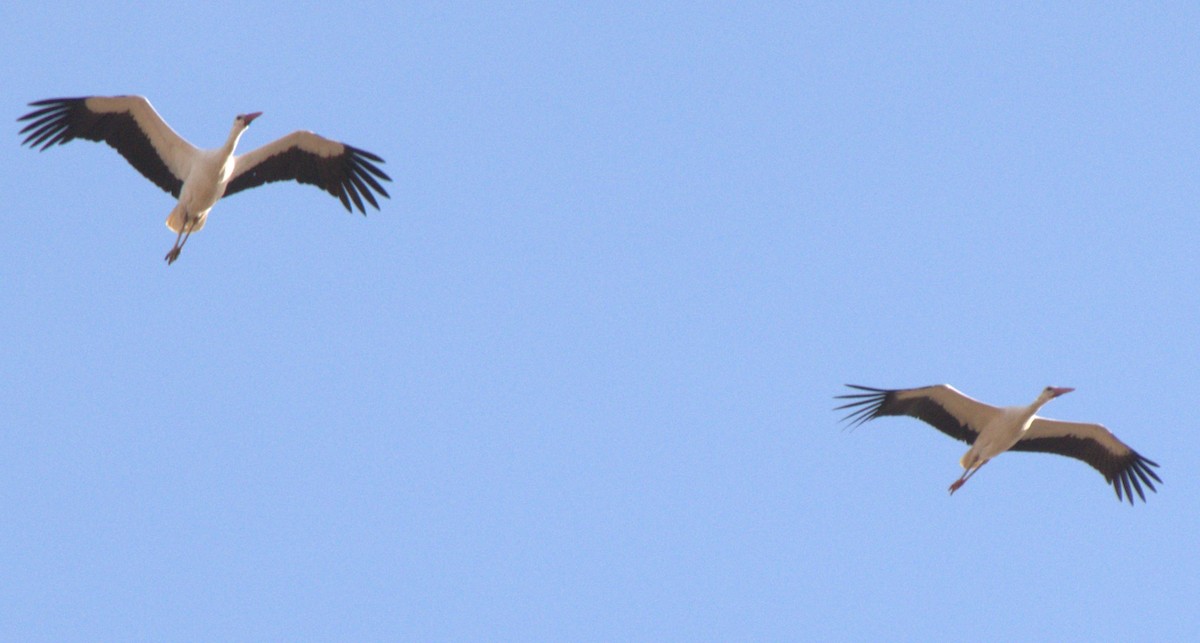 White Stork - ML616882815