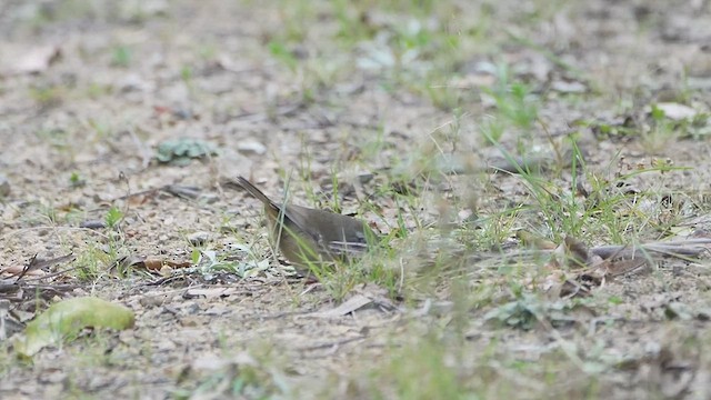 White-browed Scrubwren - ML616882825