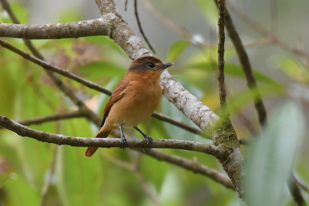 Chestnut-crowned Becard - ML616882837