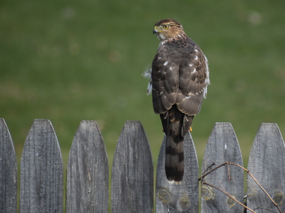 Cooper's Hawk - ML616882844