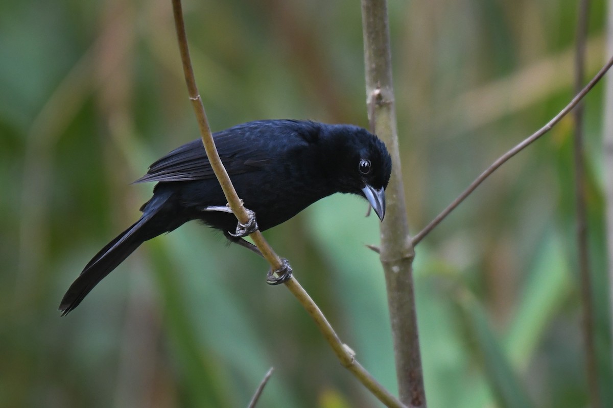 White-lined Tanager - ML616882852