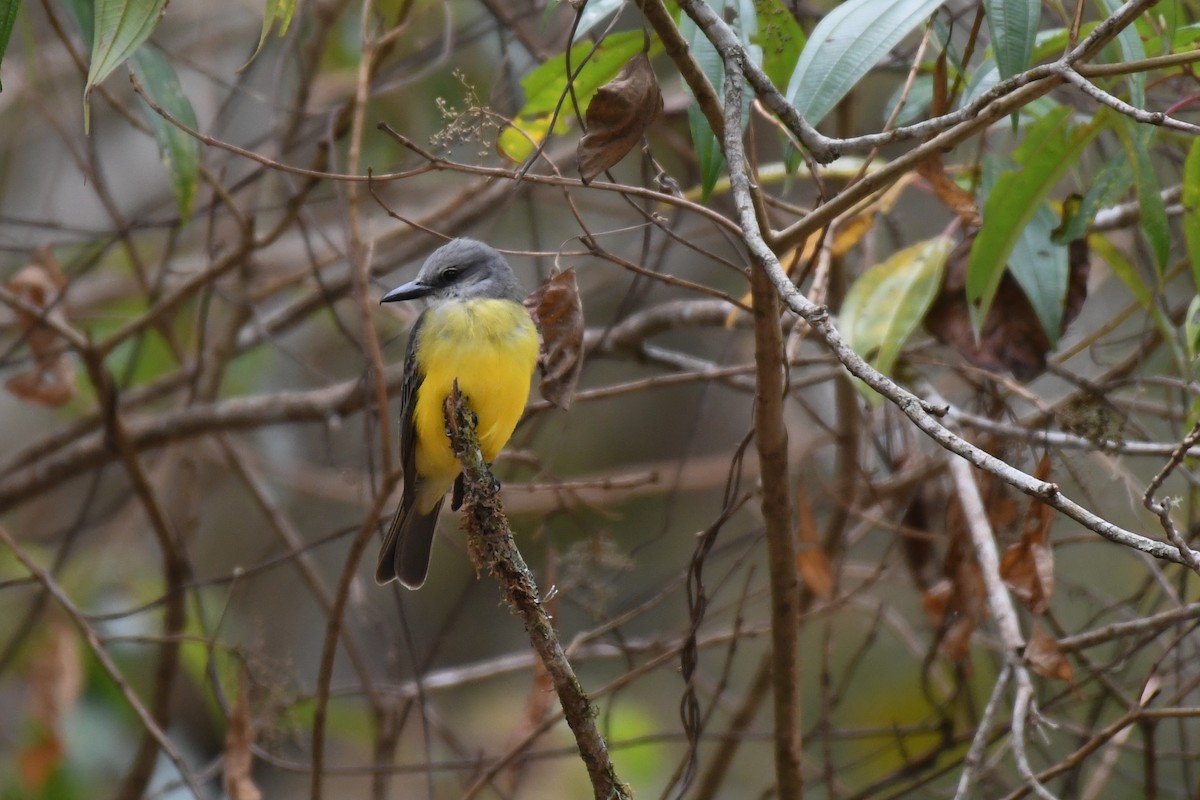 Tropical Kingbird - ML616882861