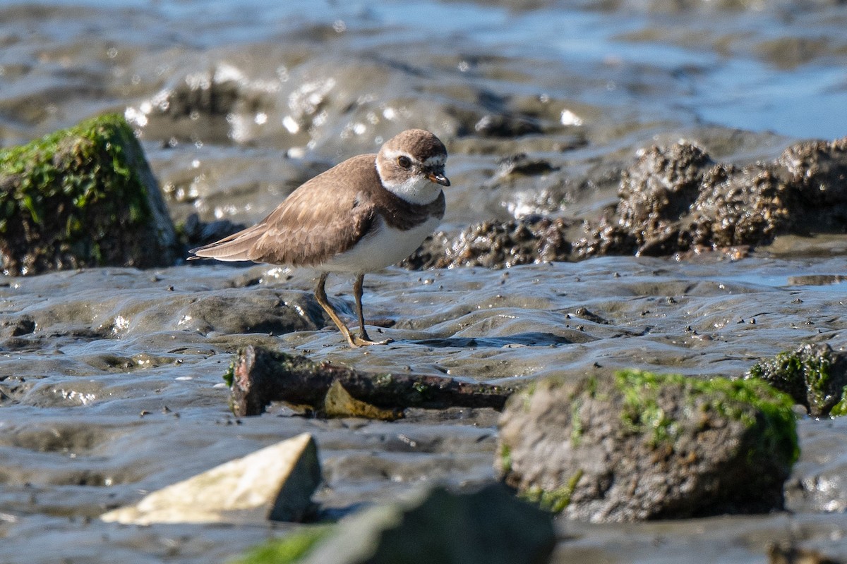 Semipalmated Plover - ML616882863