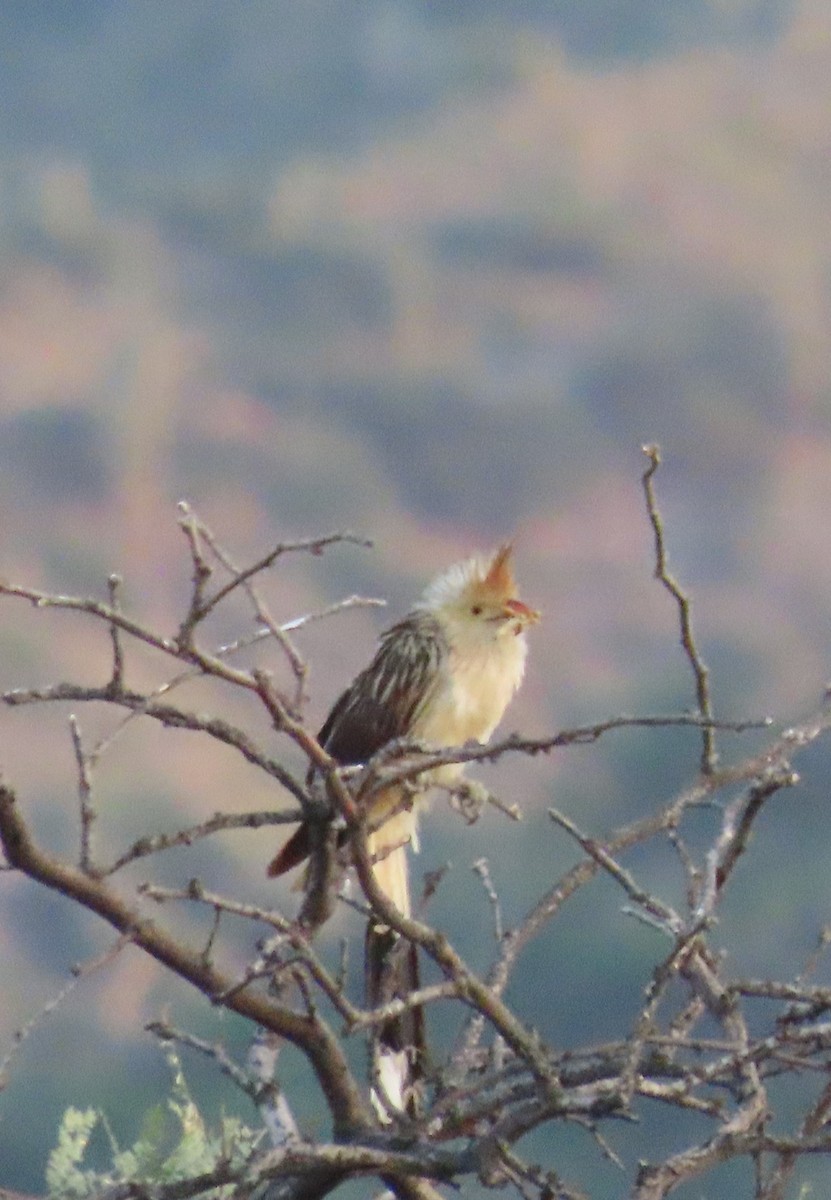 Guira Cuckoo - ML616882864