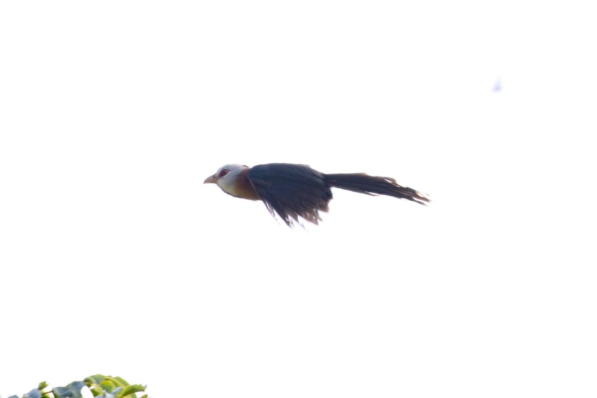 Scale-feathered Malkoha - ML616882891