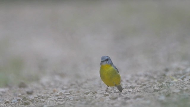 Eastern Yellow Robin - ML616882919