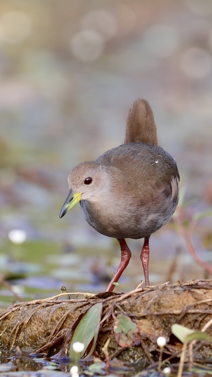 Brown Crake - ML616882926