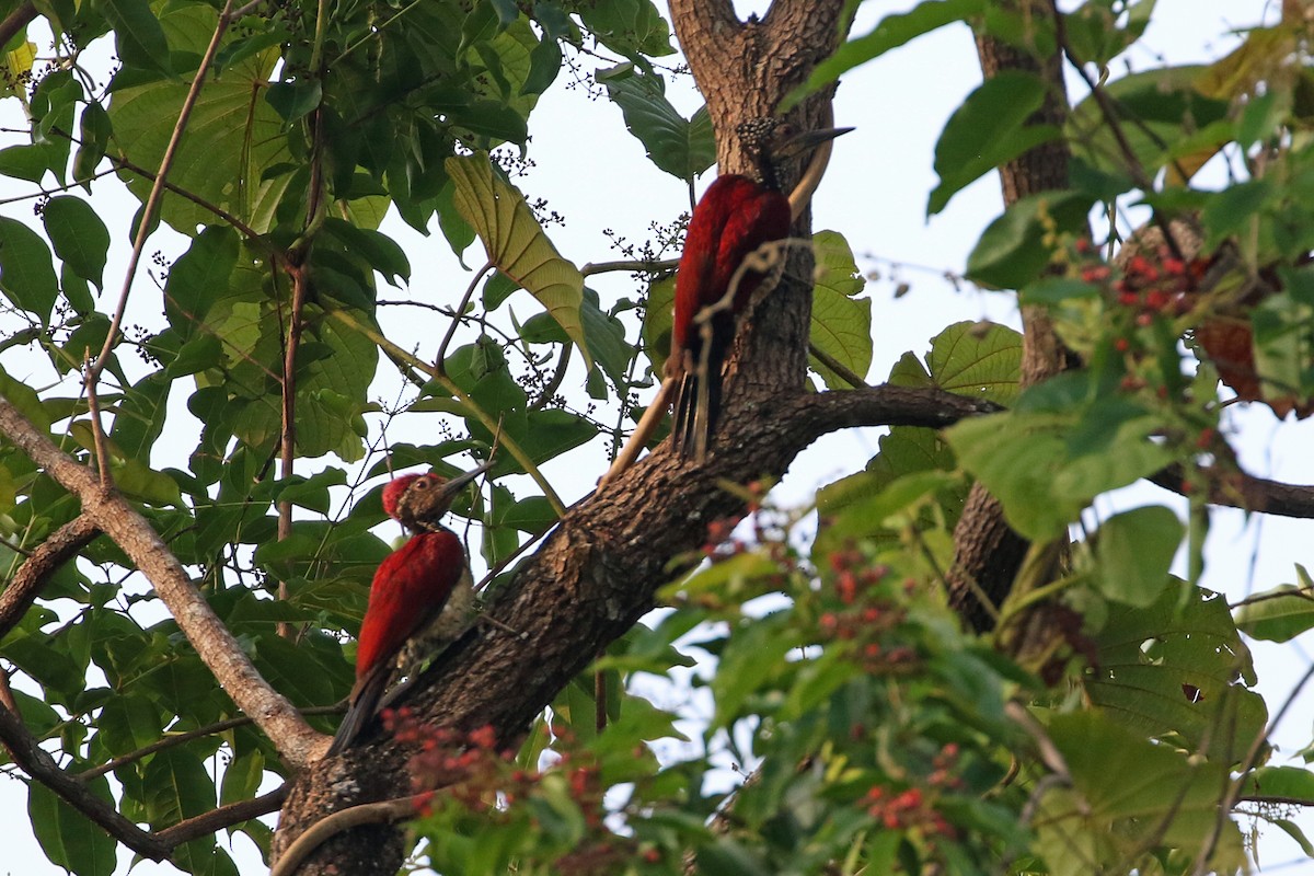 Luzon Flameback - Dave Beeke