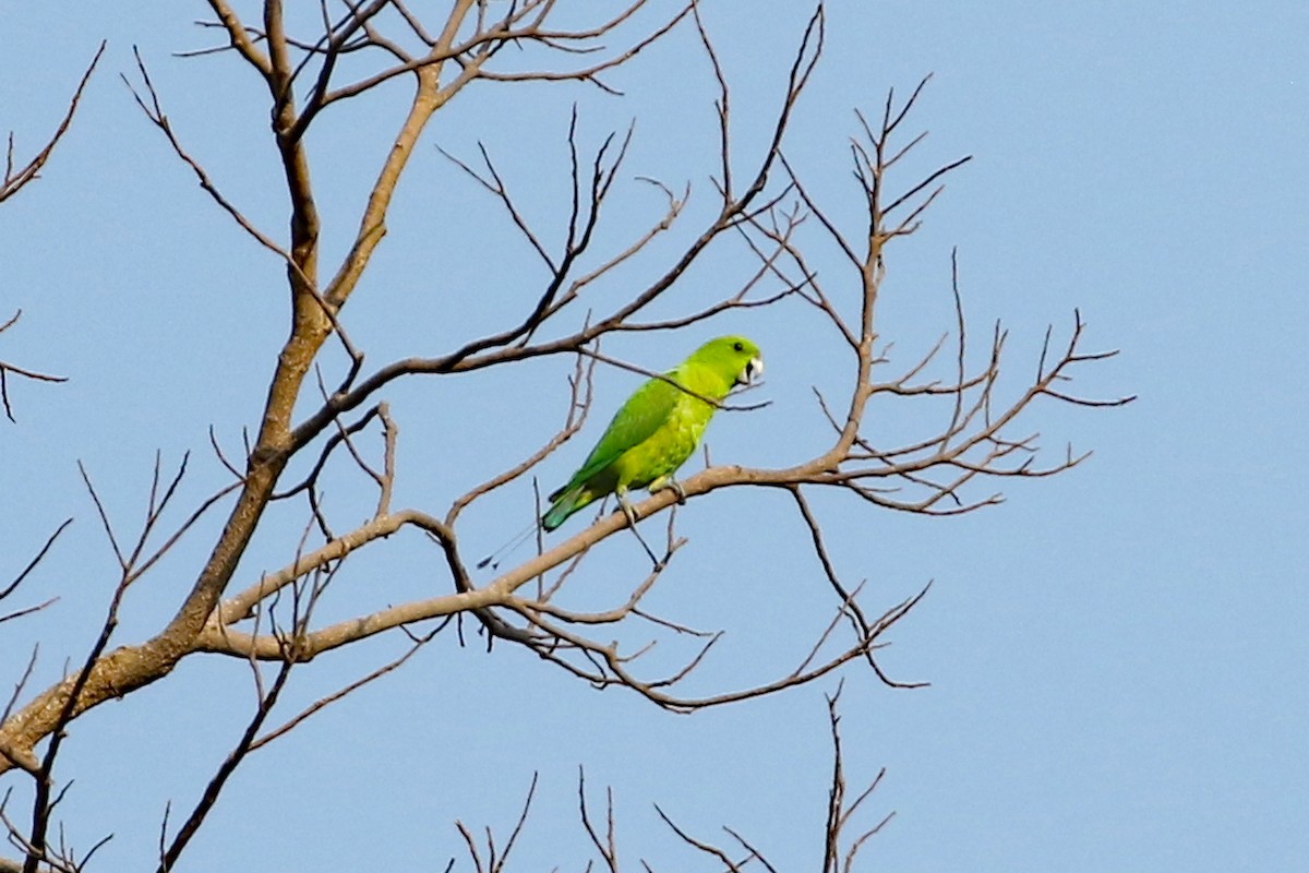 Папужець-віхтьохвіст зелений - ML616882930