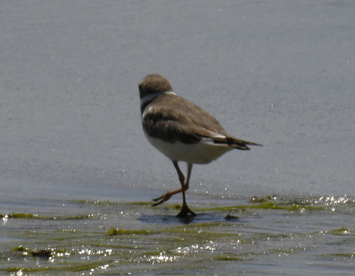 Semipalmated Plover - ML616882944