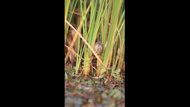 Yellow Bittern - ML616882972