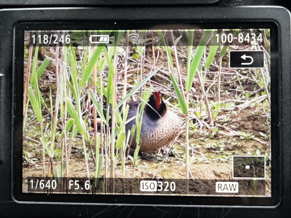 Green-winged Teal - ML616882993