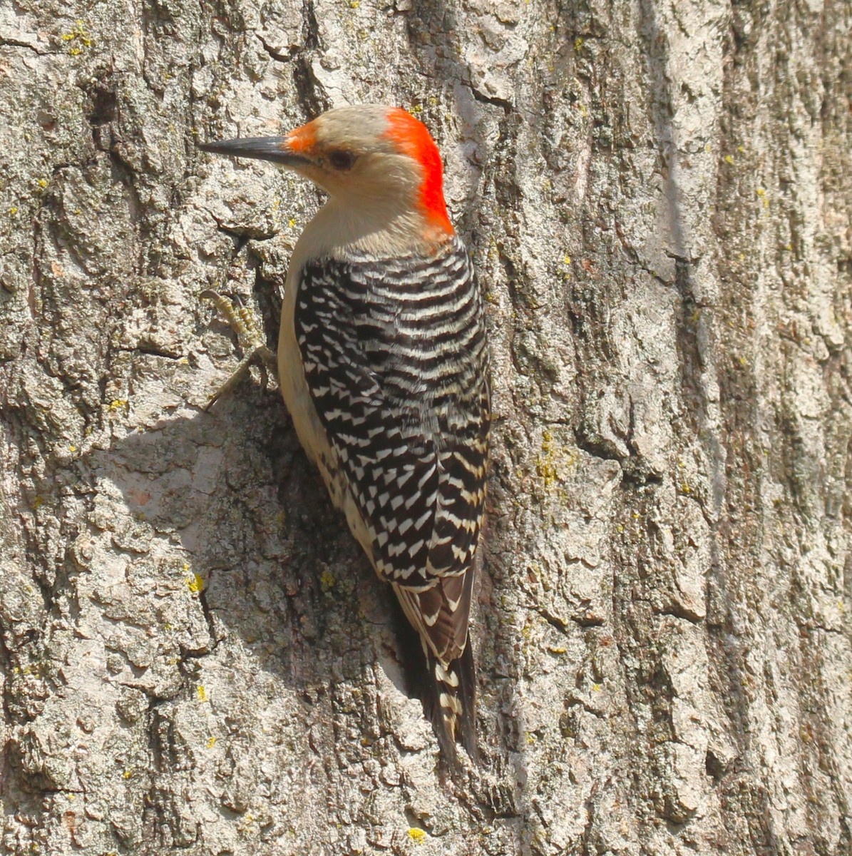 Red-bellied Woodpecker - ML616883009