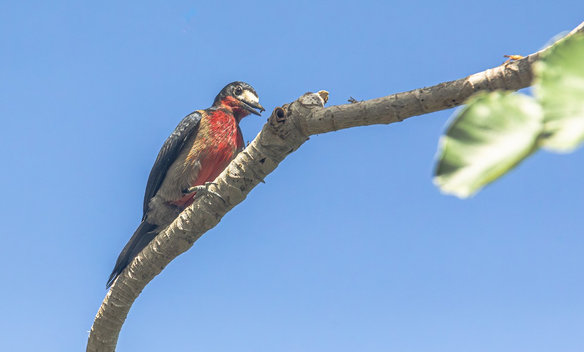 Puerto Rican Woodpecker - Pranav Gokhale