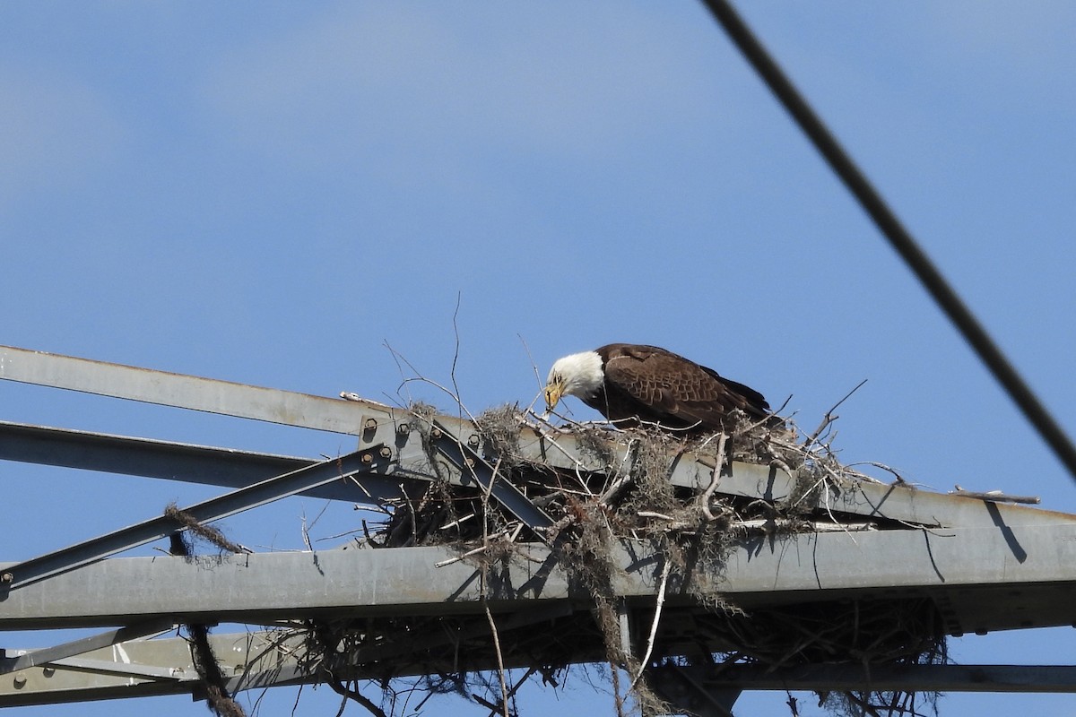 Bald Eagle - ML616883070