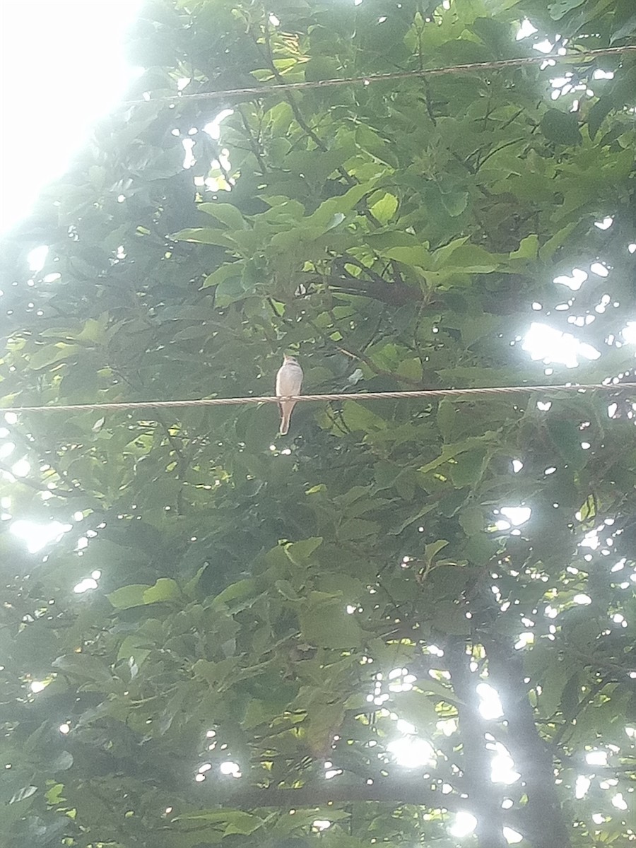 Asian Brown Flycatcher - Dhanushya M