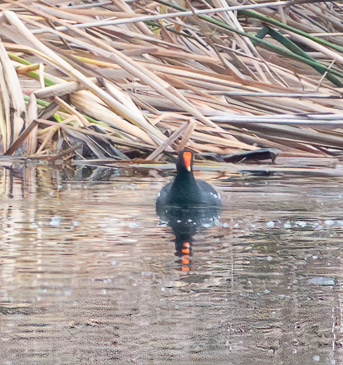 Common Gallinule - Mary-Rose Hoang
