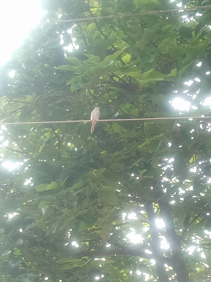 Asian Brown Flycatcher - Dhanushya M