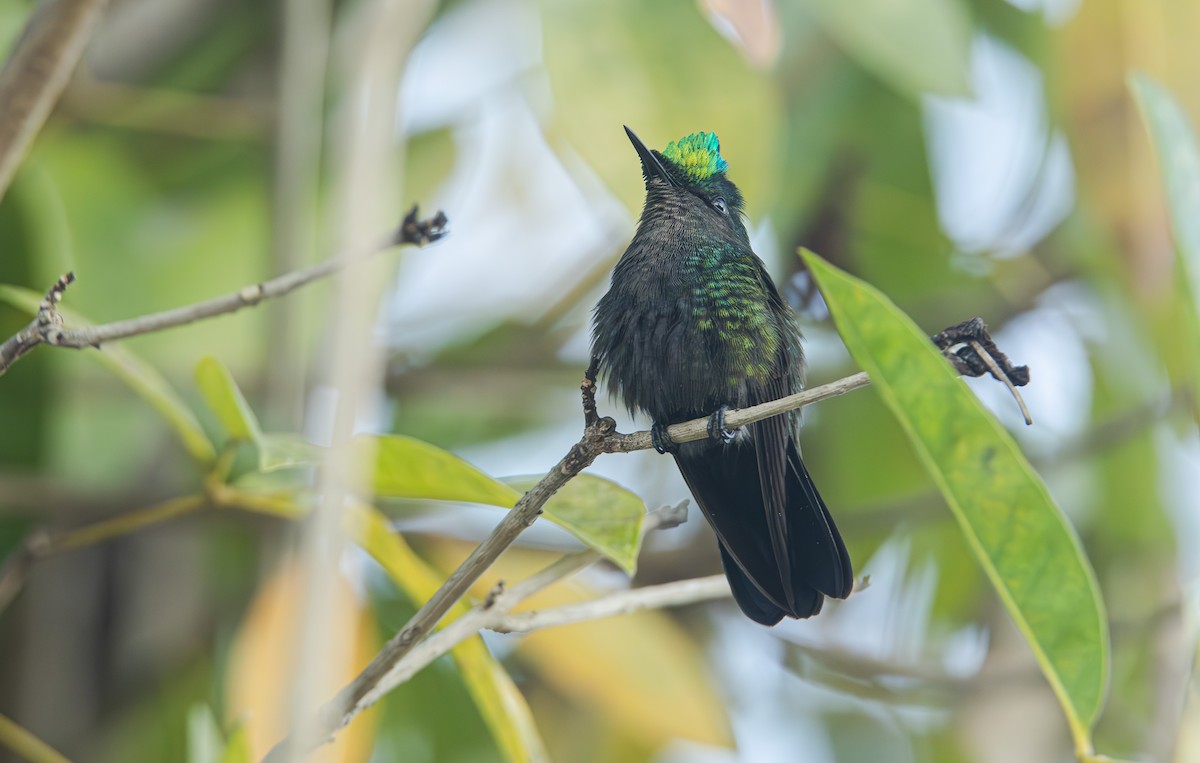Antillean Crested Hummingbird - ML616883096