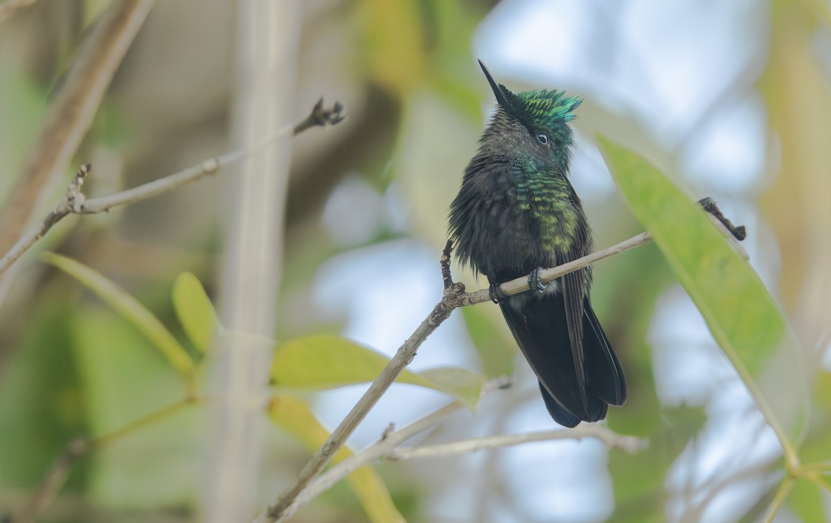 Antillean Crested Hummingbird - ML616883097