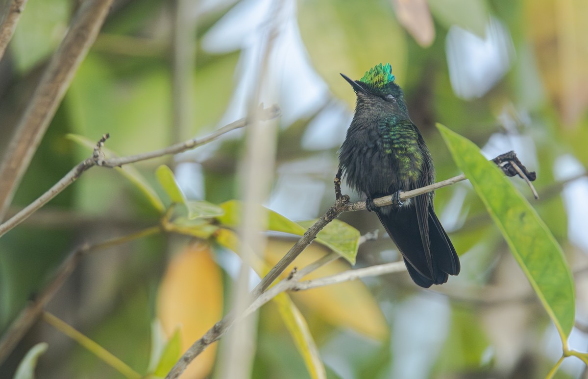 Antillean Crested Hummingbird - ML616883098