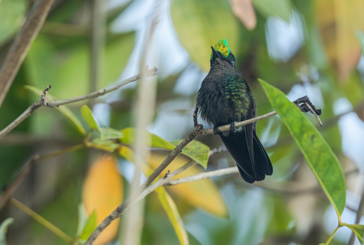 Antillean Crested Hummingbird - ML616883100