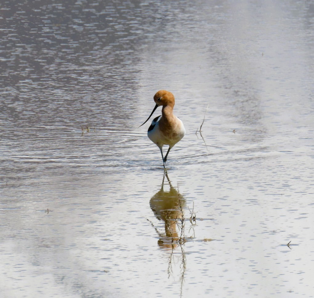 Avoceta Americana - ML616883129