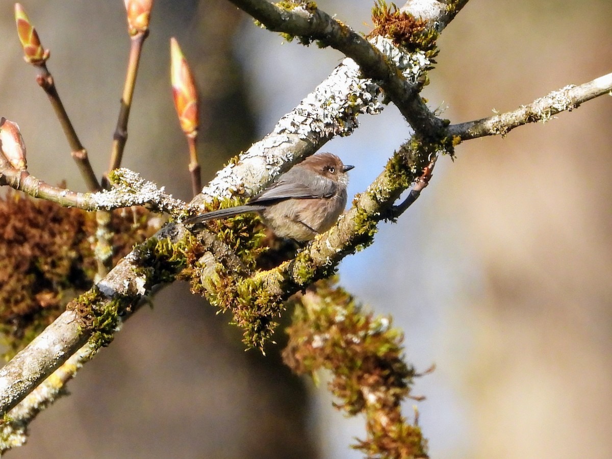 Bushtit - ML616883158