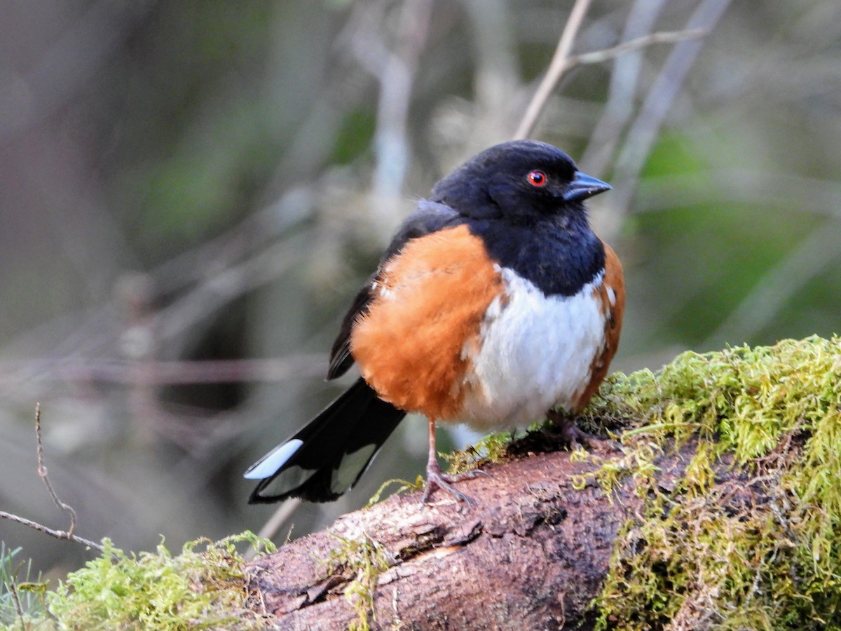 Spotted Towhee - Robert Enns