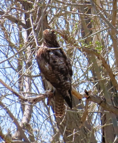 Rotschwanzbussard - ML616883177